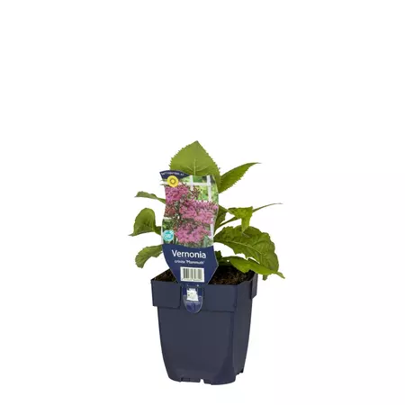 Vernonia crinita 'Mammuth' - afbeelding 1
