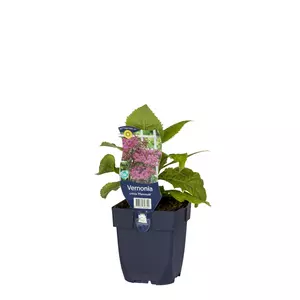 Vernonia crinita 'Mammuth' - afbeelding 2