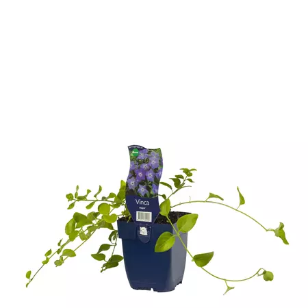 Vinca major - afbeelding 1