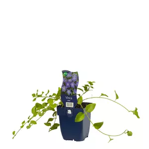 Vinca major - afbeelding 2