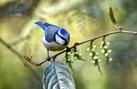 Vogels & Insecten