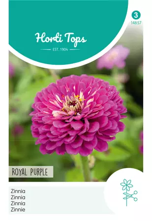 Zinnia Royal Purple violet